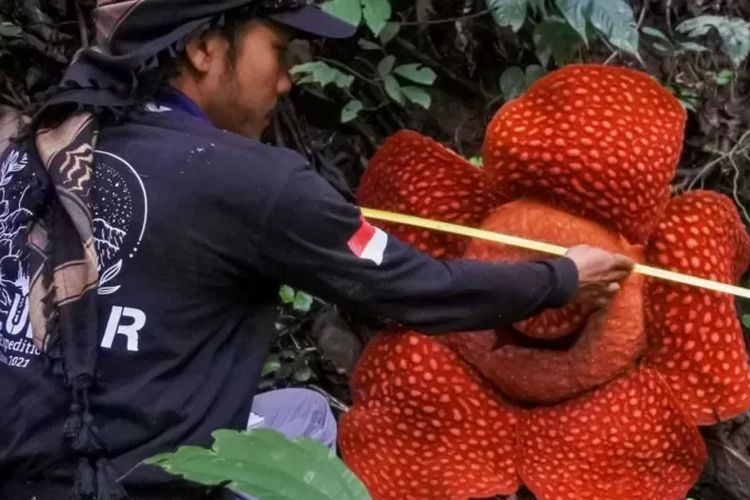 Seorang aktivis lingkungan mengamati mekarnya Rafflesia, salah satu bunga terbesar di dunia, di hutan di Solok, Sumatera Barat, pada 10 Februari 2022.