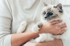 Belum Ada Obatnya, Begini Cara Cegah Kucing Tertular Virus FIV