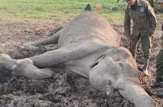 Lagi, Gajah Liar Ditemukan Mati di Kawasan Hutan Way Kambas