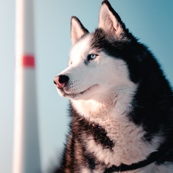 Ilustrasi anjing Alaskan Malamute.