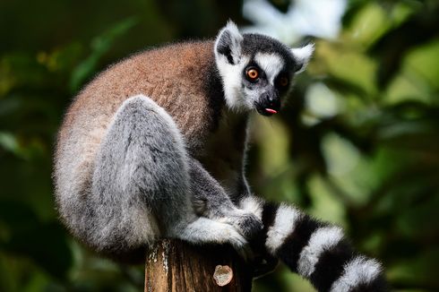 Foto Ring Tail Lemur Juara Lomba Foto Satwa di Taman Safari Bogor