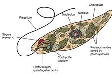 Fotokasis Positif, Gerak Euglena Menuju Cahaya