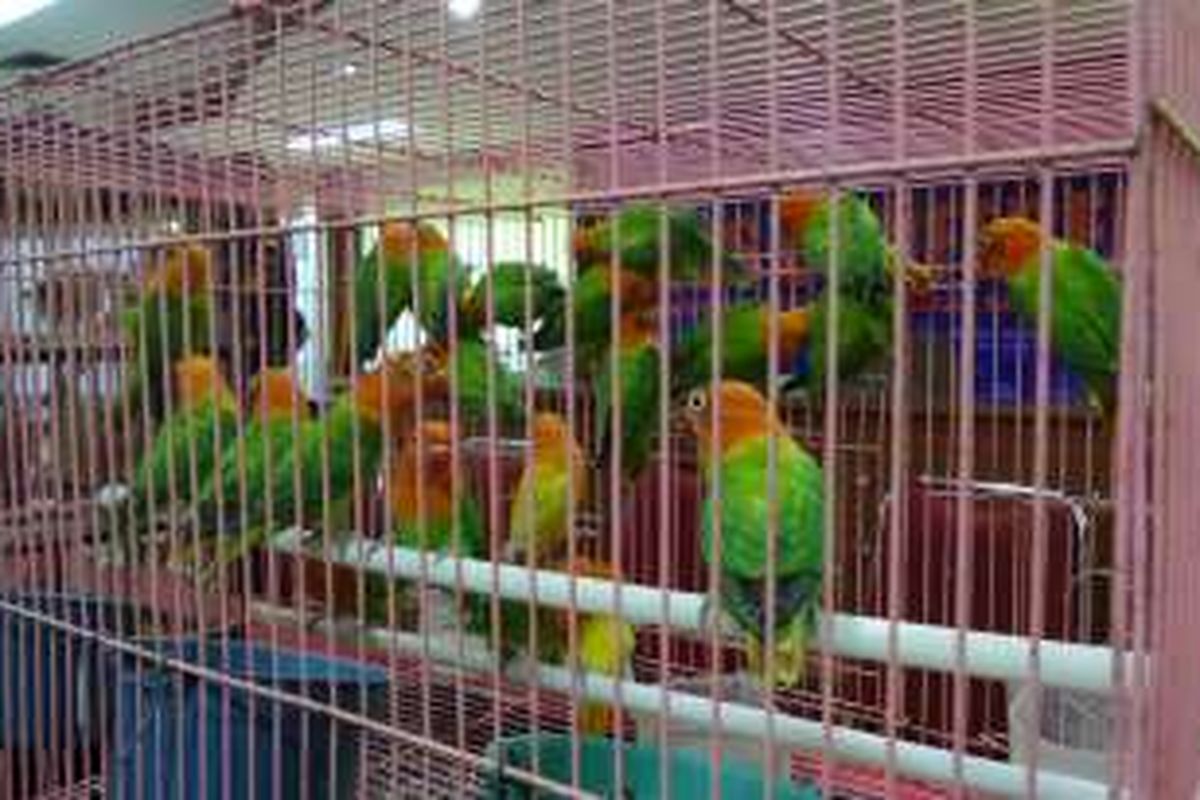 Sebanyak 25 ekor burung cinta atau lovebird yang sempat coba diselundupkan dua Warga Negara Tiongkok, diperlihatkan di Kantor Bea Cukai Bandara Soekarno-Hatta, Kamis (26/5/2016). Petugas Bea Cukai mengamankan keduanya setelah puluhan burung itu disembunyikan di dalam celana. 