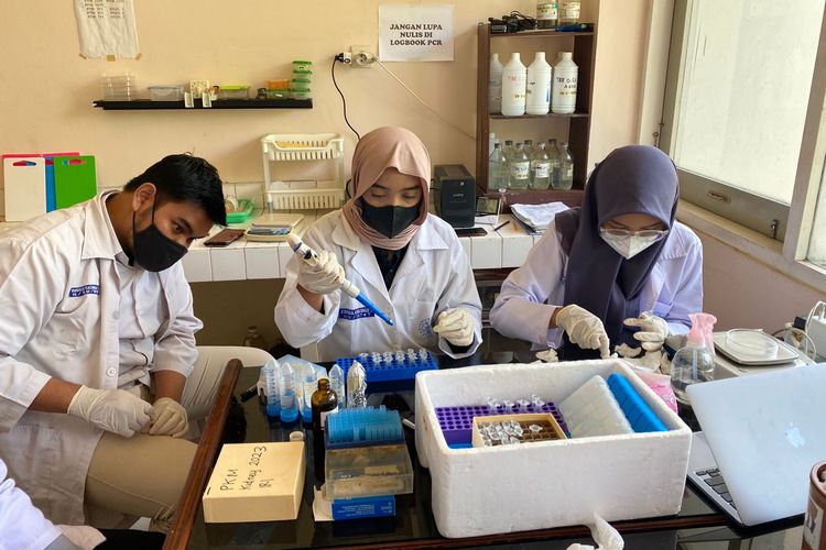 Para mahasiswa Universitas Gadjah Mada (UGM) yang terlibat dalam penelitian daun binahong sebagai obat cedera ginjal.