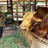 Penampakan Manggala, Sapi Kurban Presiden Prabowo di Kota Pekanbaru yang Berbobot Nyaris Satu Ton