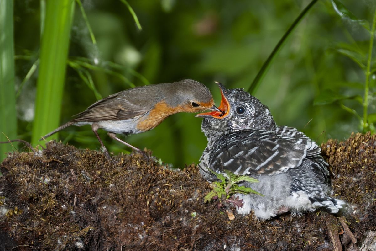 Sarang burung, contoh habitat