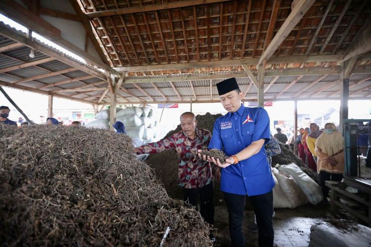 Ketua Fraksi Demokrat DPR Edhie Baskoro Yudhoyono atau Ibas saat kunjungan ke daerah pemilihan (dapil) di Pacitan, Jawa Timur mengunjungi pabrik Janggelan atau cincau hitam.