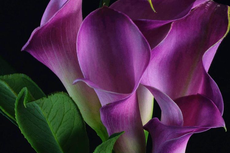 Ilustrasi bunga lily calla. 