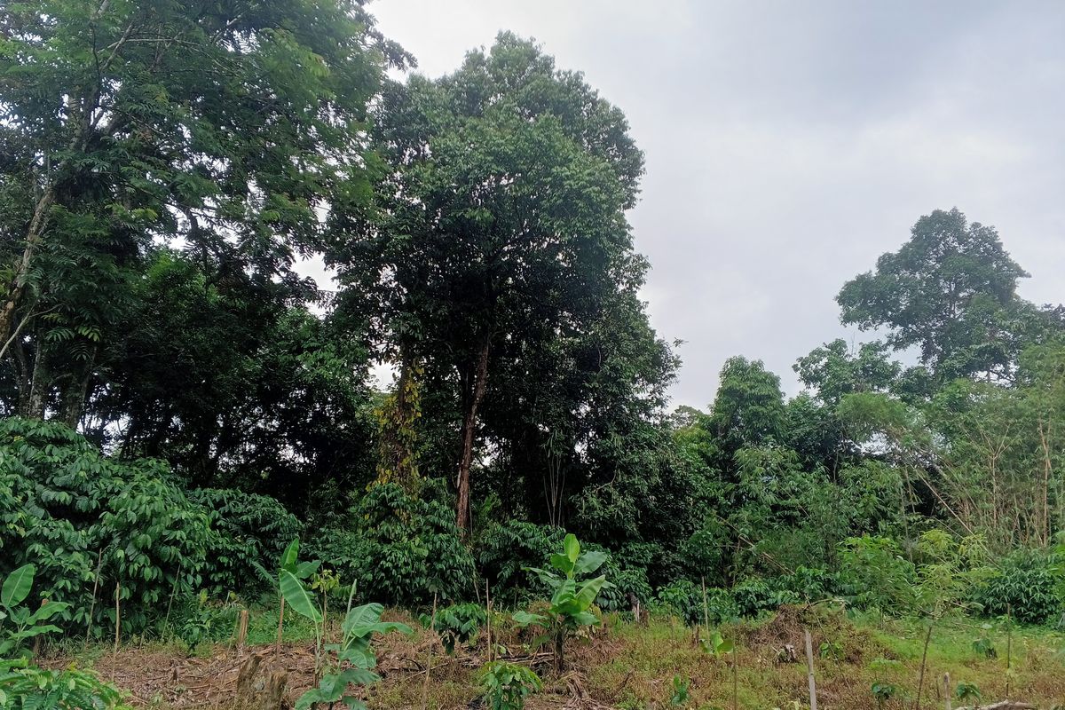 Rawatrony, seorang petani dari Desa Mekar Raya, Kecamatan Simpang Dua, Kabupaten Ketapang, menanam kopi, pisang, jagung, sampai terong di sela-sela pohon karet.