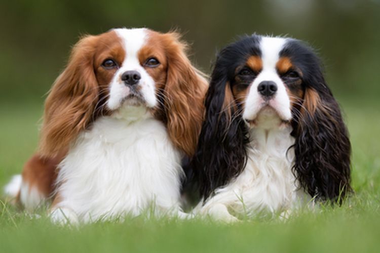 Ilustrasi anjing cavalier king charles spaniel.