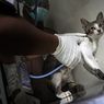 23 Kucing di Pasar Barito Disuntik Vaksin Rabies