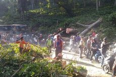 Macet Total di Jalur Banyuwangi Menuju Jember akibat Pohon Tumbang