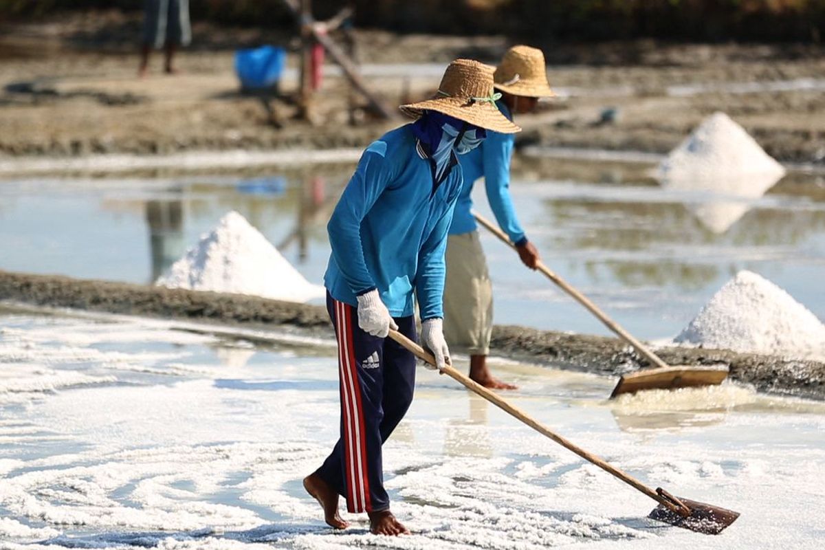 Petani garam sedang mengurai serta mengeringkan garam 