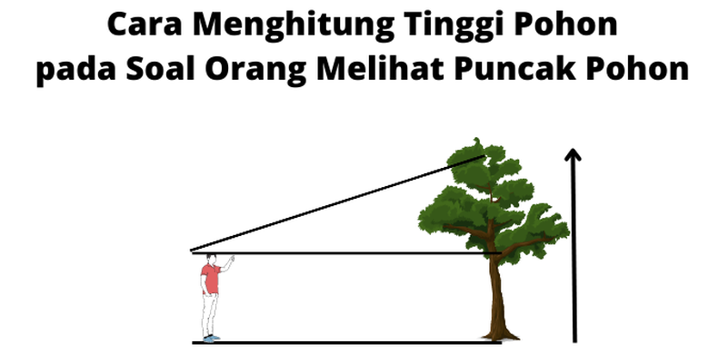 Cara Menghitung Tinggi Pohon pada Soal Orang Melihat Puncak Pohon