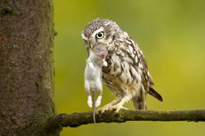 Ternyata Ini Kekuatan Super Penglihatan Burung Hantu di Malam Hari