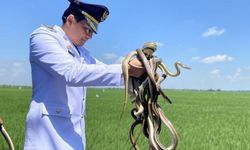 Peneiti BRIN: Koros dan Lanang Sapi Tepat untuk Basmi Hama Tikus Sawah