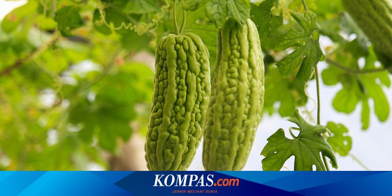 Mitos atau Fakta: Pare Bisa Membantu Obati Diabetes?