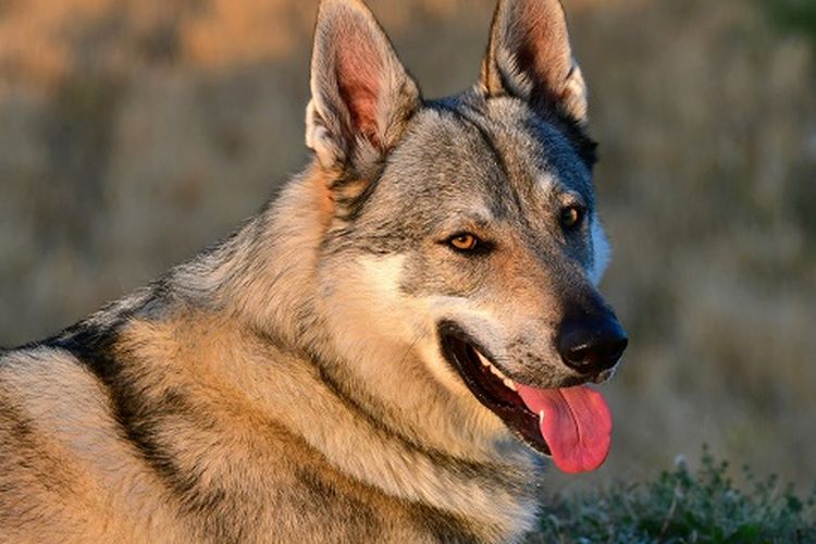 Ilustrasi anjing Wolfdog.