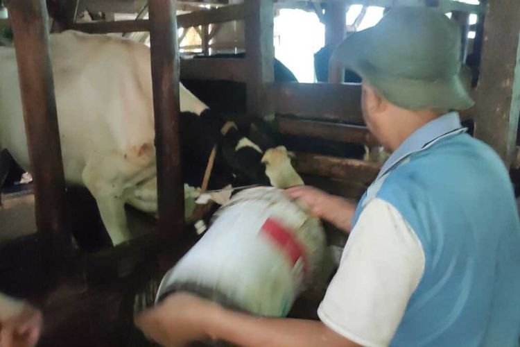 Peternak sapi perah di Lembang siapkan racikan sendiri untuk obat PMK.