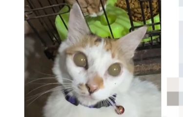 Tangkapan layar video memperlihatkan mata kucing yang berwarna coklat sepenuhnya secara mendadak.
