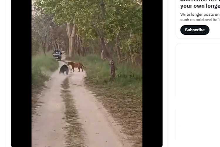 Ahli Ungkap Alasan Beruang dan Harimau di India Urung Berkelahi meski Sudah Ancang-ancang