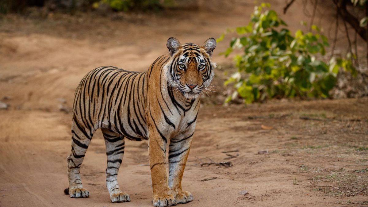 Anak Perempuan 12 Tahun Tewas Diterkam Harimau Sumatera di Pelalawan Riau