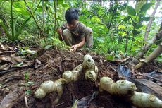 Harga Jahe Anjlok, Petani di Purworejo Biarkan Jahenya Membusuk di Lahan