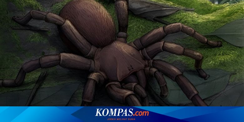 Discovery of Megamonodontium mccluskyi: Largest Spider Fossil Found in Australia