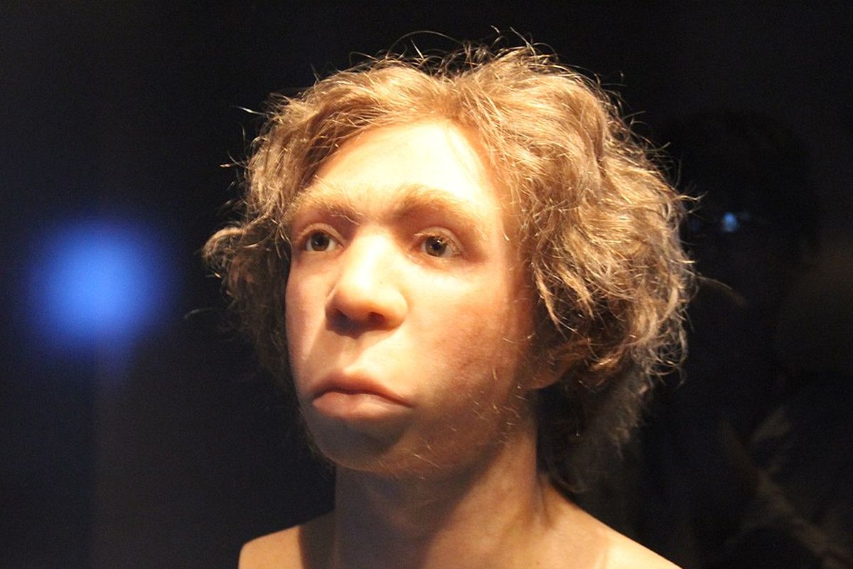 Rekonstruksi wajah manusia purba Neanderthal. Hidung mancung manusia ternyata warisan dari Neanderthal.