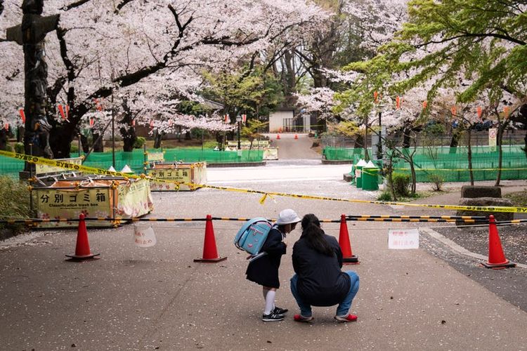Bunga sakura di Taman Ueno, Tokyo, Jepang.