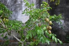 Apa Saja Manfaat Buah Kedondong untuk Kesehatan?