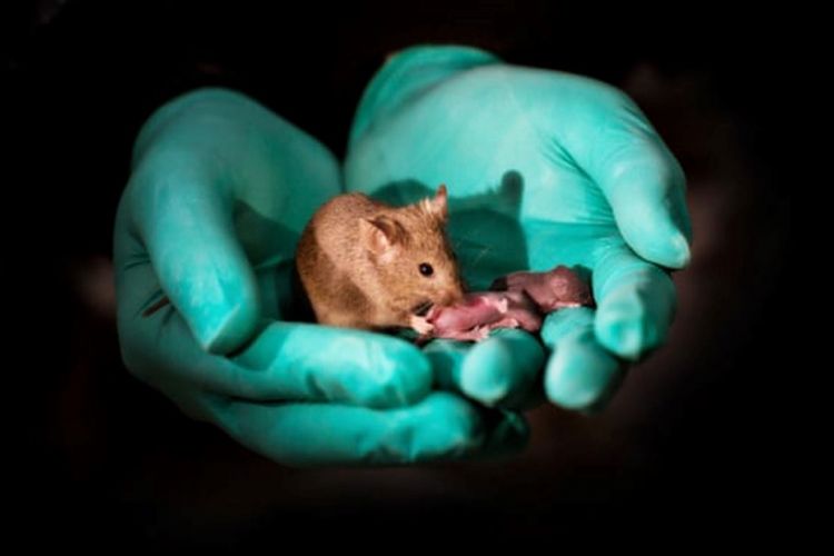 Seekor tikus dewasa hasil reproduksi sesama jenis (bimaternal) bersama dengan dua keturunannya.