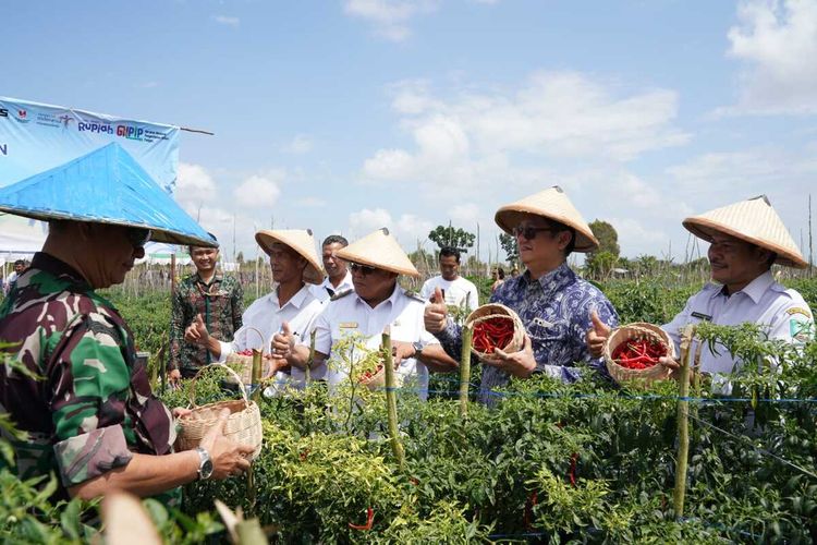 Kelompok Tani Belitung Timur Panen 40 Ton Cabai, BI: Cegah Inflasi Selama Ramadhan