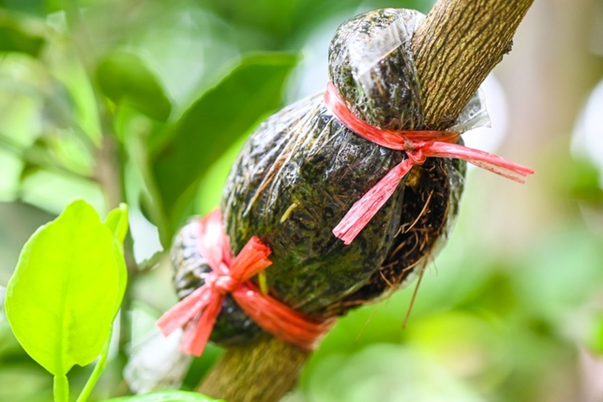 Ilustrasi cangkok, mencangkok tanaman. 