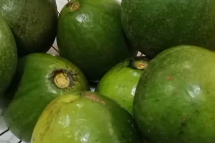 Uniknya, alpukat cipedak memiliki bentuk dan rasa yang mirip dengan alpukat mentega dengan daging buah yang tebal dan berwarna kuning layaknya mentega. 