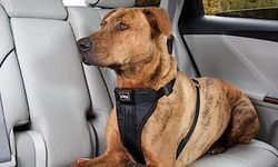 Kenapa Anjing Suka Mengeluarkan Kepalanya dari Jendela Mobil?