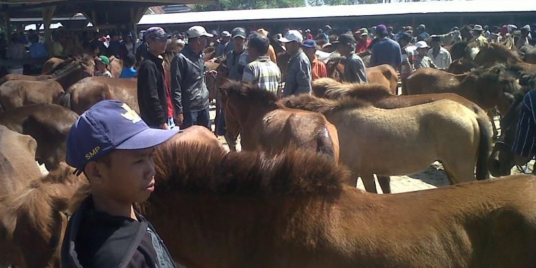 Serunya Transaksi Jual Beli Kuda Di Pasar Kuda Tolo