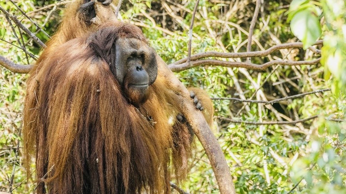Kisah Jojo, Orangutan Kalimantan yang Kini Hidup Bebas di Alam