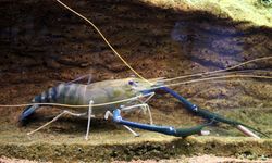 Mangrove Rusak, Populasi Udang Galah di Curiak Menurun