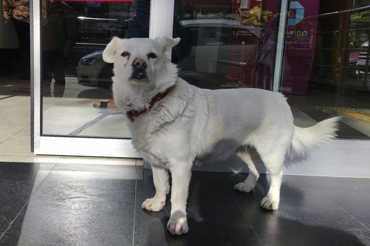Anjing bernama Boncuk menunggu tuannya, Cemal Senturk, di pintu masuk rumah sakit di Kota Trabzon, Turki, Selasa (19/1/2021). Boncuk menunggu selama berhari-hari di luar RS ketika pemiliknya dirawat di RS tersebut.