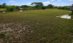Studi: Emisi GRK dari Sawah Hampir Dua Kali Lipat sejak 1960-an