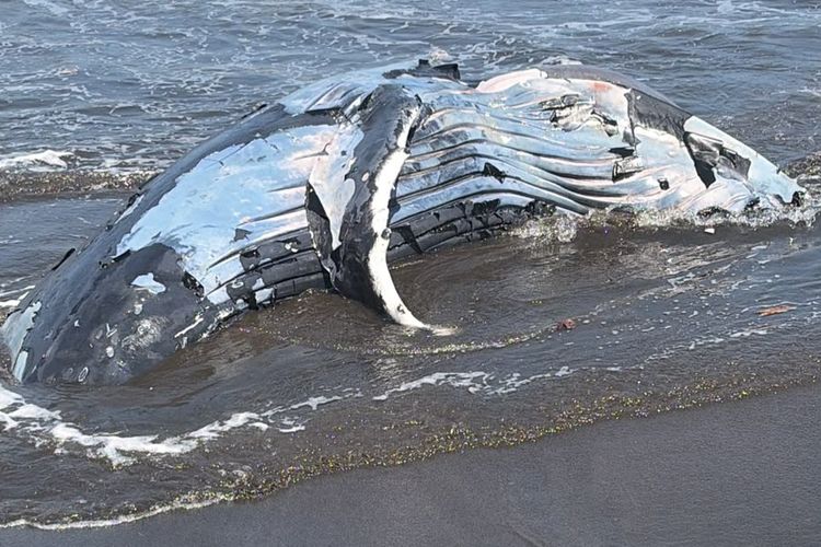 Bangkai Paus di Pantai Jembrana Muncul Lagi, Lokasi Penguburan Tergerus Air Pasang