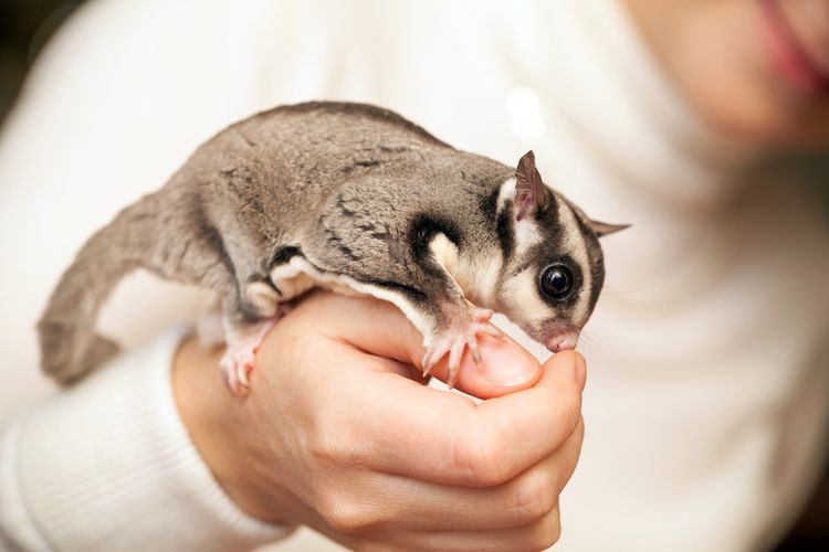 Ilustrasi sugar glider.