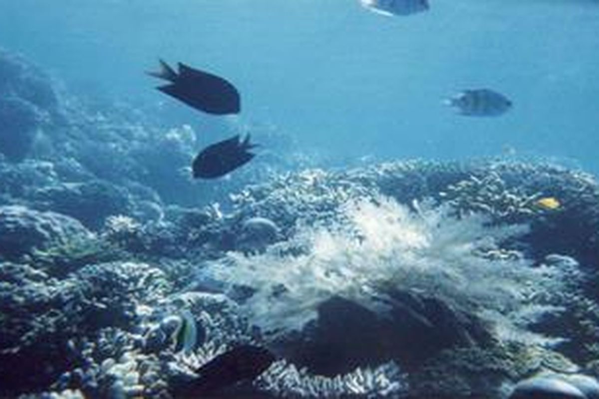 Pemandangan bawah laut Bunaken, Sulawesi Utara, benar- benar menarik. Berada di kedalaman laut, berbaur dengan terumbu karang dan ikan warna-warni, menimbulkan sensasi yang sulit dibayangkan.