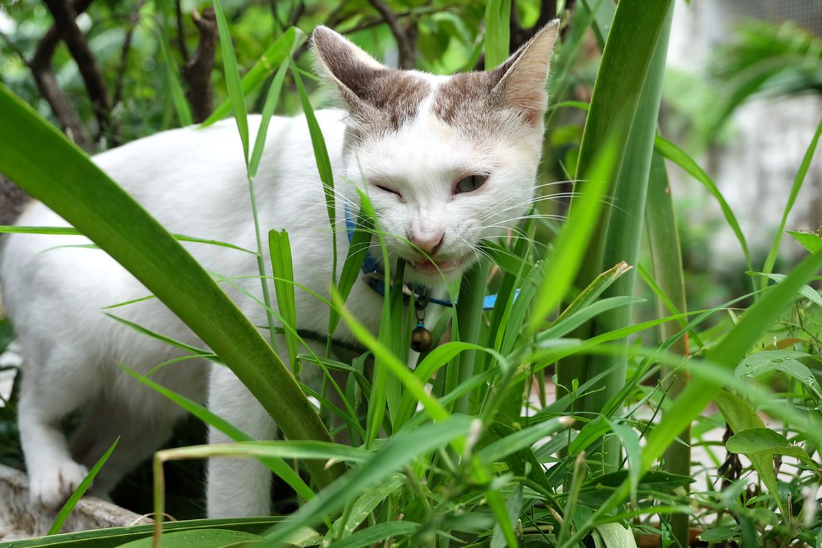 Ilustrasi kucing makan rumput. 