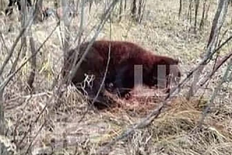 Seekor beruang coklat di Rusia yang dibunuh seorang pria karena memangsa temannya hingga tewas.