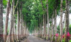 Menjaga Hutan, Menggerakkan Ekonomi