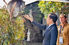 Momen Jokowi Sapa Koala Saat Makan Siang di Australia...