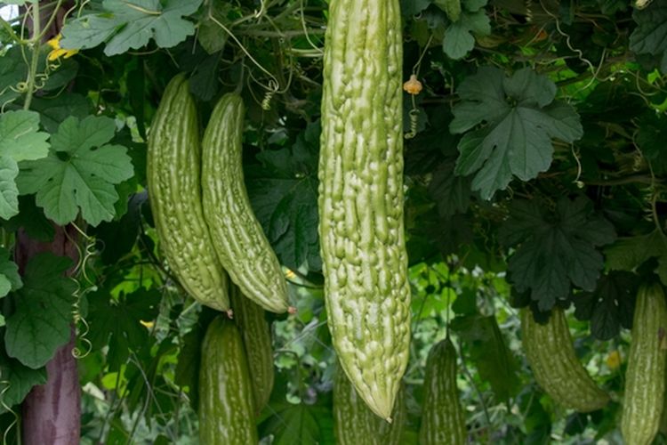 Ilustrasi tanaman pare, buah pare, menanam pare.