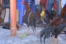 Polisi Gerebek Tempat Judi Sabung Ayam di Tangerang, 3 Pelaku Ditangkap, Sejumlah Orang Kabur